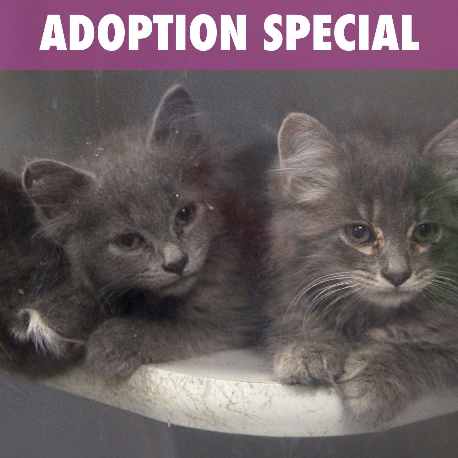 Cat Adoption Special